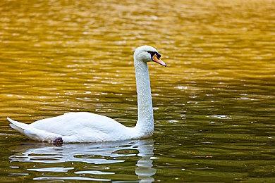 Epic针对App Store垄断案的第一轮判决进行上诉